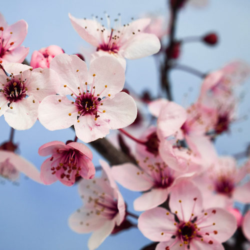 blossom-500.jpg